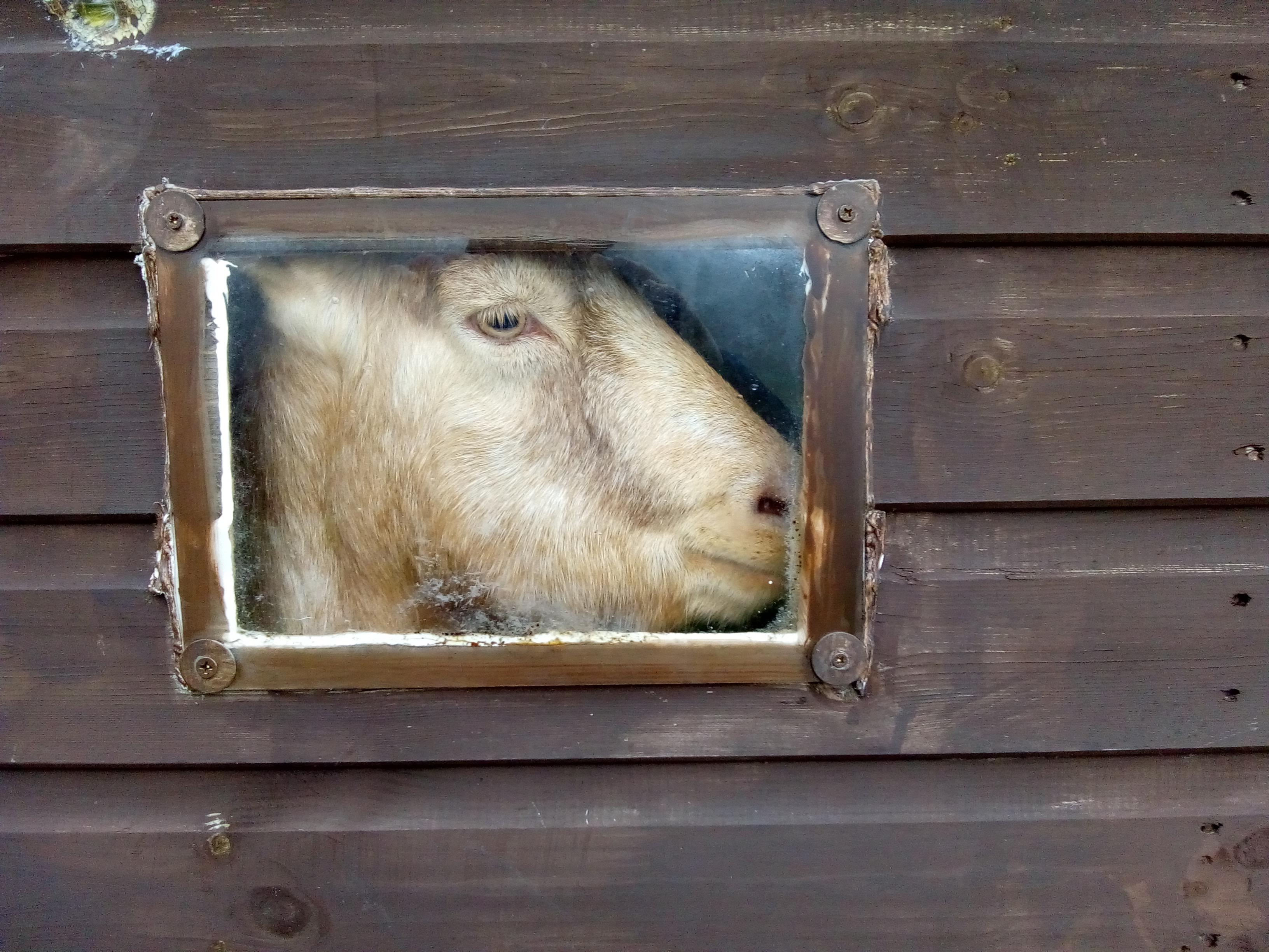 Goat in a shed window
