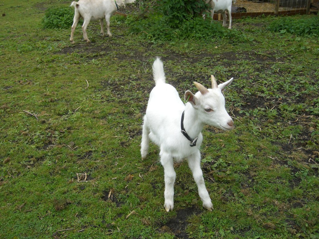 White goat on field