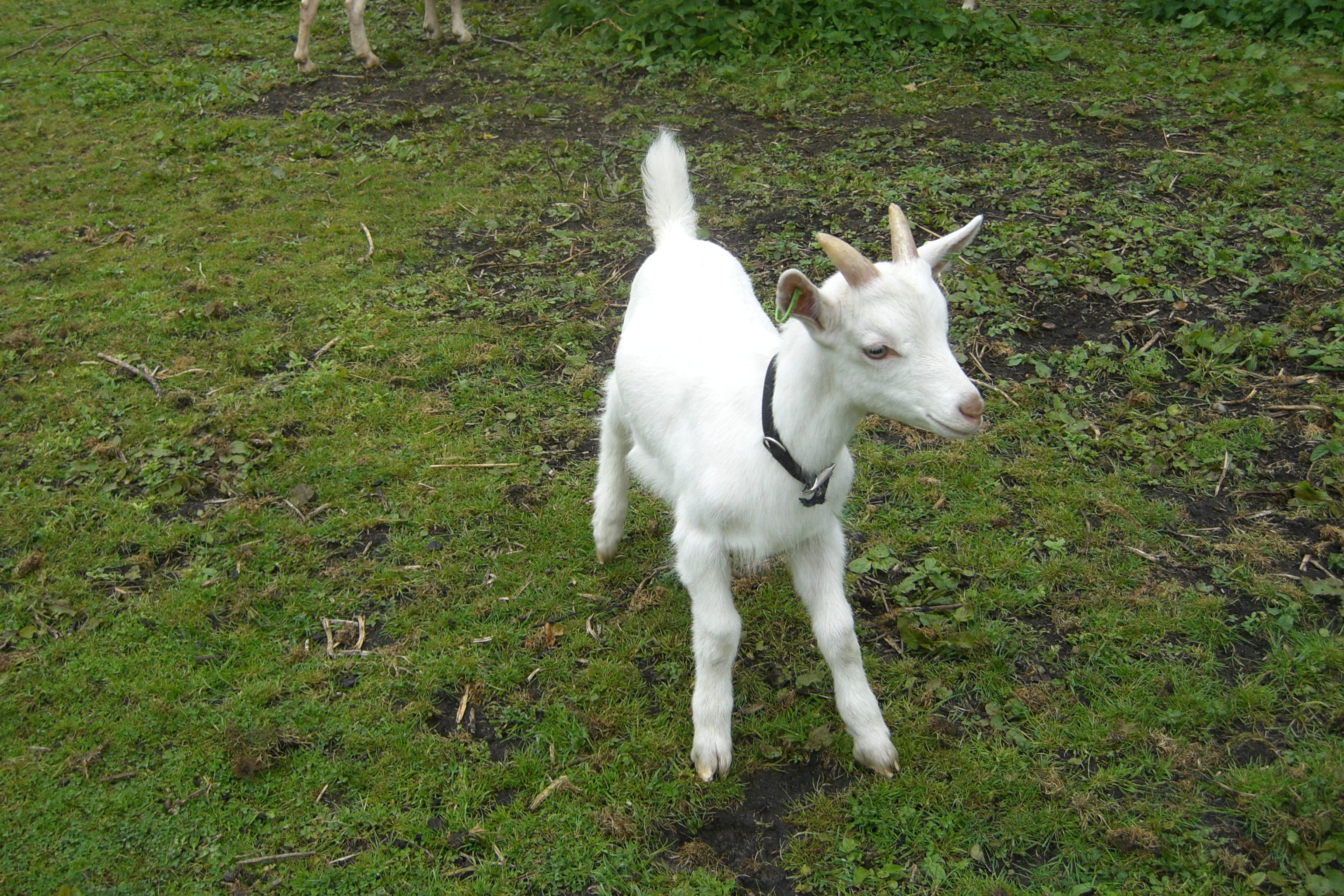 White goat on field